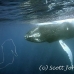 whale_humpback_h_00183_dom3582.jpg